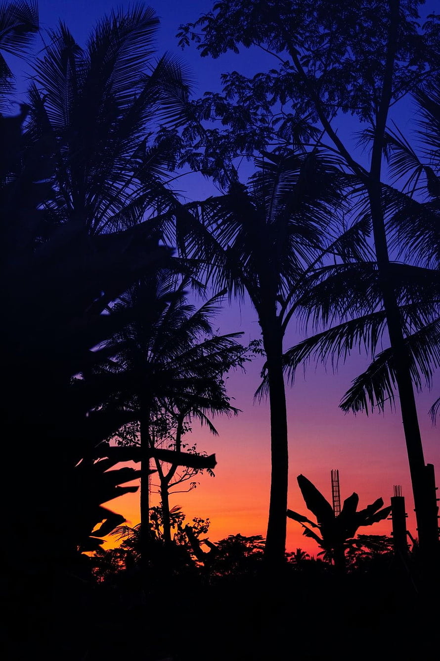Tropical Palm Tree Silhouettes Against a Vibrant Sunset Sky HD phone wallpaper