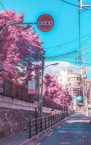 Cherry Blossoms Lining a Quiet Seoul Street Under a Vivid Blue Sky HD phone wallpaper