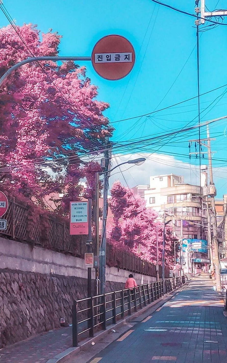 Cherry Blossoms Lining a Quiet Seoul Street Under a Vivid Blue Sky HD phone wallpaper