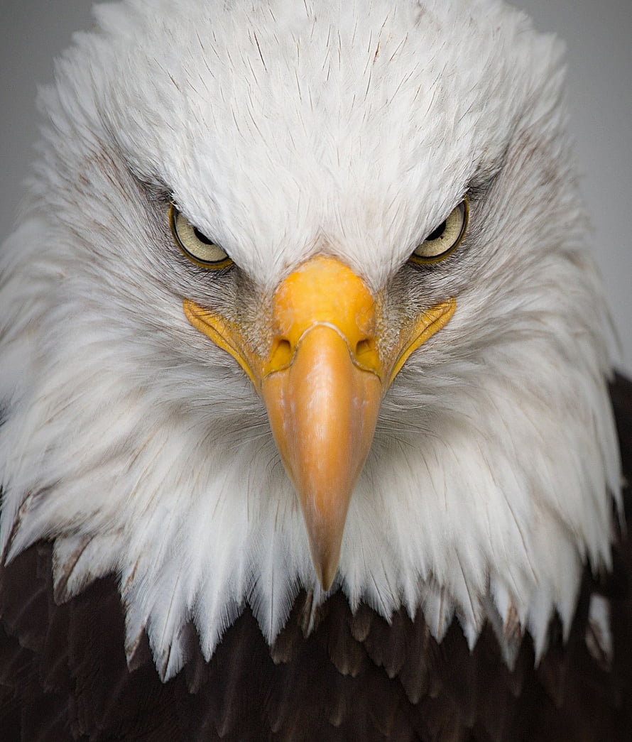 Intense Close-Up Portrait of a Bald Eagle with Fierce Yellow Beak and Piercing Eyes HD phone wallpaper