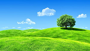 Serene Green Rolling Hills With A Single Tree Under A Bright Blue Sky HD wallpaper