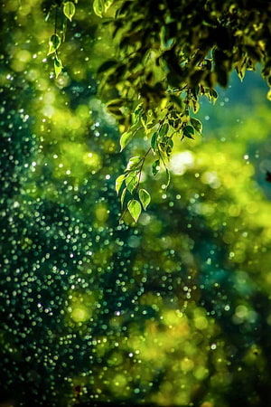 Sunlit Green Leaves Hanging Over a Blurred Forest Background with Bokeh Light HD phone wallpaper
