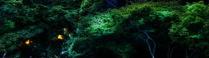 Aerial View of Dense Forest Canopy with Warm Light Filtering Through Dark Green Foliage HD wallpaper