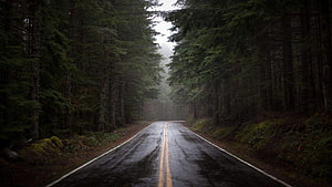 Moody Wet Asphalt Road Cutting Through Dense Evergreen Forest Under Overcast Sky HD wallpaper