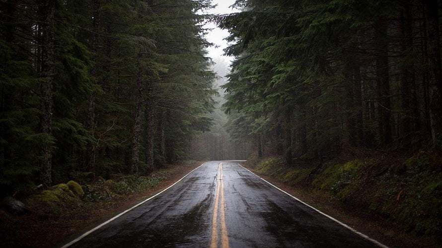 Moody Wet Asphalt Road Cutting Through Dense Evergreen Forest Under Overcast Sky HD wallpaper