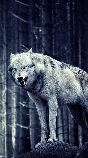 Aggressive Gray Wolf Snarling on a Rock in a Dark Forest HD phone wallpaper