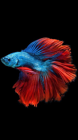 Vibrant Blue and Red Betta Fish with Flowing Fins on Black Background HD phone wallpaper
