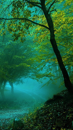 Misty Forest Path with Vibrant Green and Yellow Foliage in Ethereal Fog HD phone wallpaper
