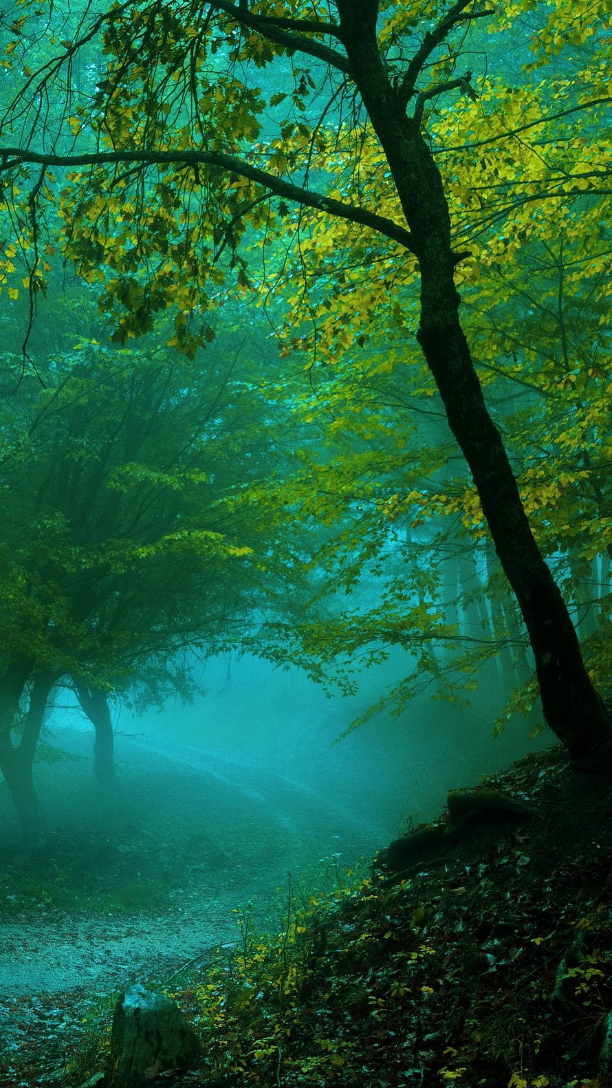 Misty Forest Path with Vibrant Green and Yellow Foliage in Ethereal Fog HD phone wallpaper