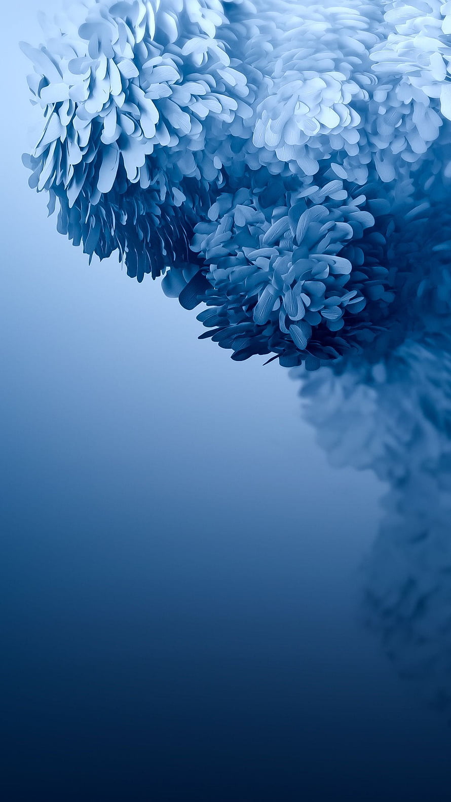 Elegant Blue Hydrangea Blossoms on a Soft Gradient Background HD phone wallpaper