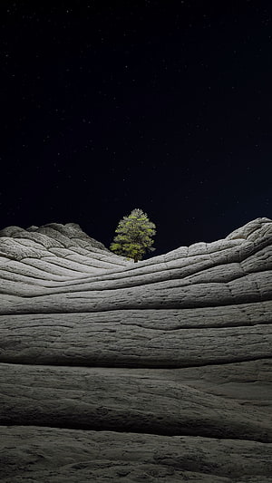Lone Tree on Layered Sandstone Ridge Under a Starry Night Sky HD phone wallpaper