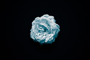 Pale Blue Garden Rose Isolated on a Deep Black Background HD wallpaper