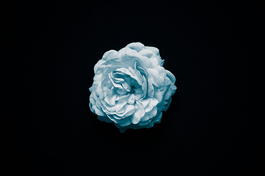 Pale Blue Garden Rose Isolated on a Deep Black Background HD wallpaper