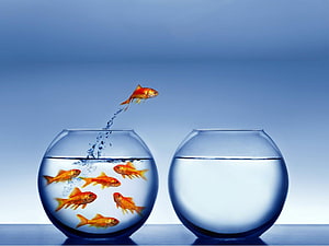 Goldfish Leaping From Glass Bowl Into Empty Bowl Against Blue Gradient Background HD wallpaper