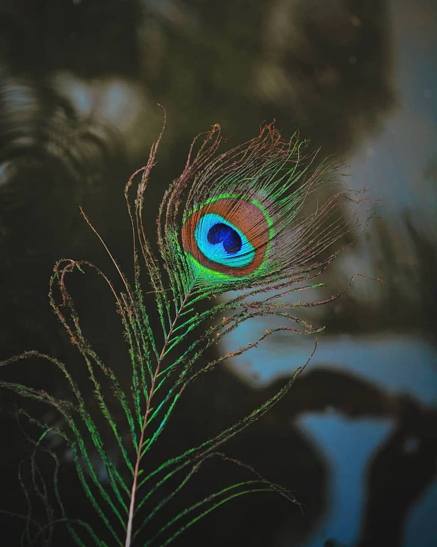 Vibrant Peacock Feather Close-Up with Iridescent Eye Pattern and Delicate Barbs HD phone wallpaper