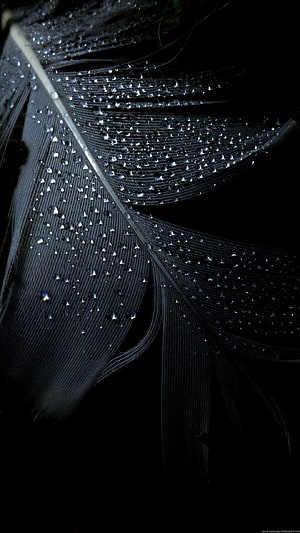 Macro Photography of a Black Feather with Dew Drops Against a Dark Background HD phone wallpaper