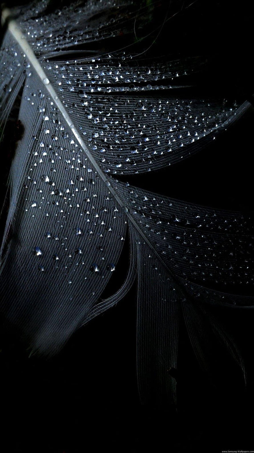 Macro Photography of a Black Feather with Dew Drops Against a Dark Background HD phone wallpaper