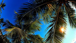 Tropical Palm Fronds Silhouetted Against Bright Blue Sky With Sun Flare HD wallpaper