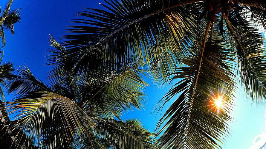 Tropical Palm Fronds Silhouetted Against Bright Blue Sky With Sun Flare HD wallpaper