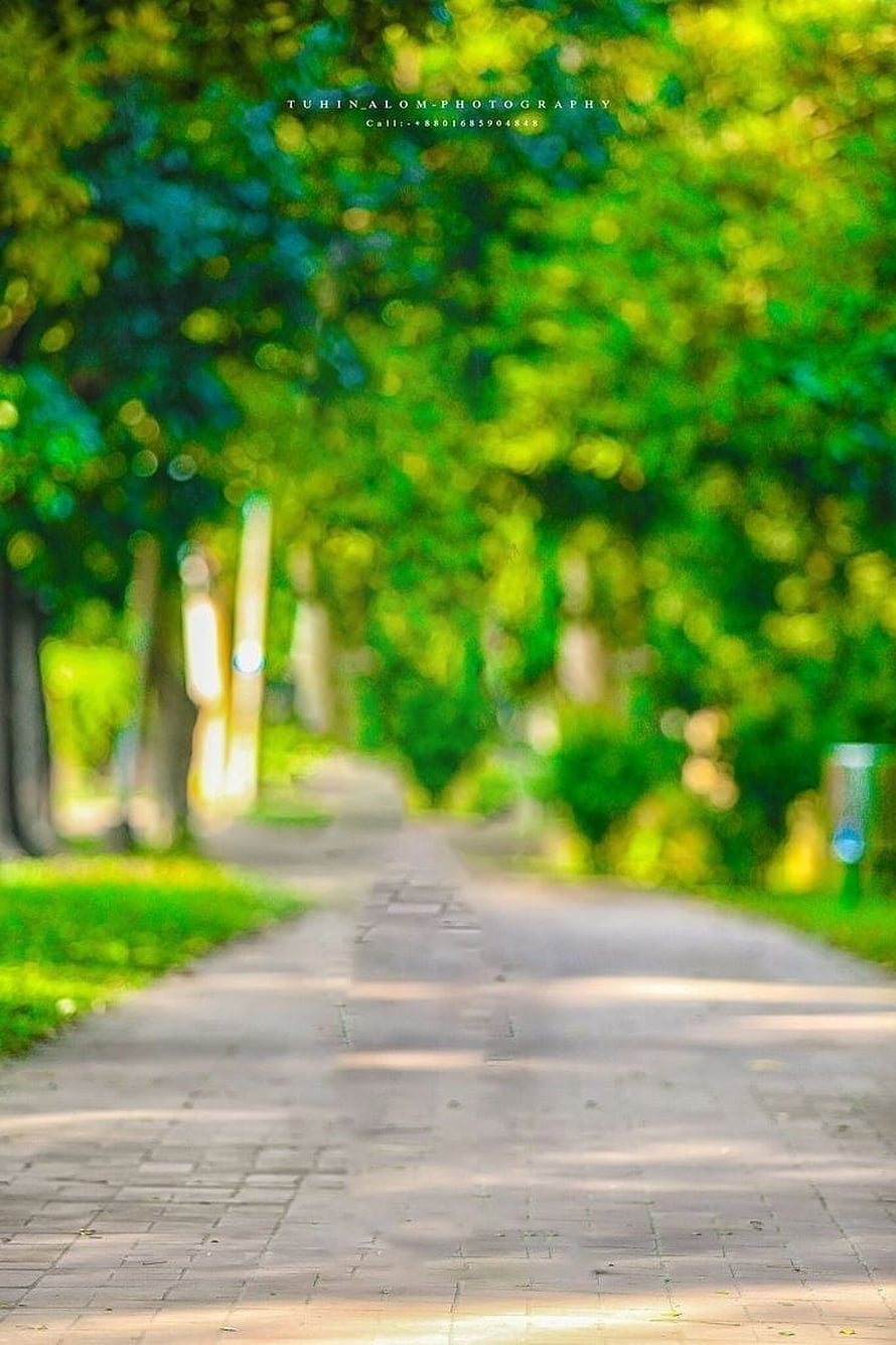 Soft Focus Park Pathway with Lush Green Foliage and Bokeh Light Effects HD phone wallpaper