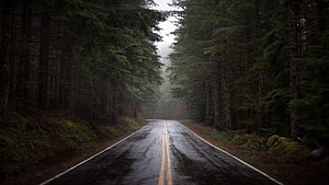 Moody Rainy Forest Road with Fog and Tall Evergreen Trees HD wallpaper