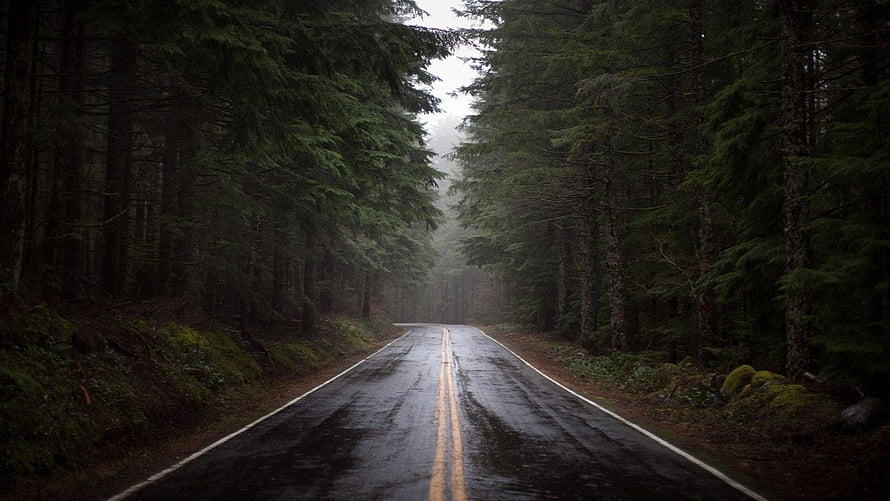 Moody Rainy Forest Road with Fog and Tall Evergreen Trees HD wallpaper