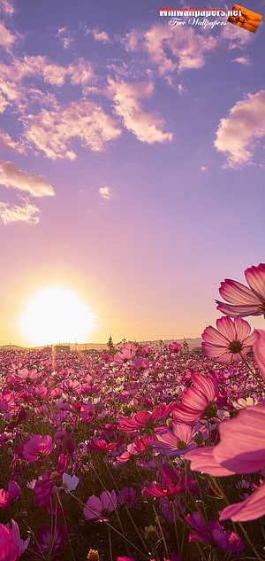Vast field of pink cosmos flowers under a vibrant purple sunset sky with scattered clouds HD phone wallpaper