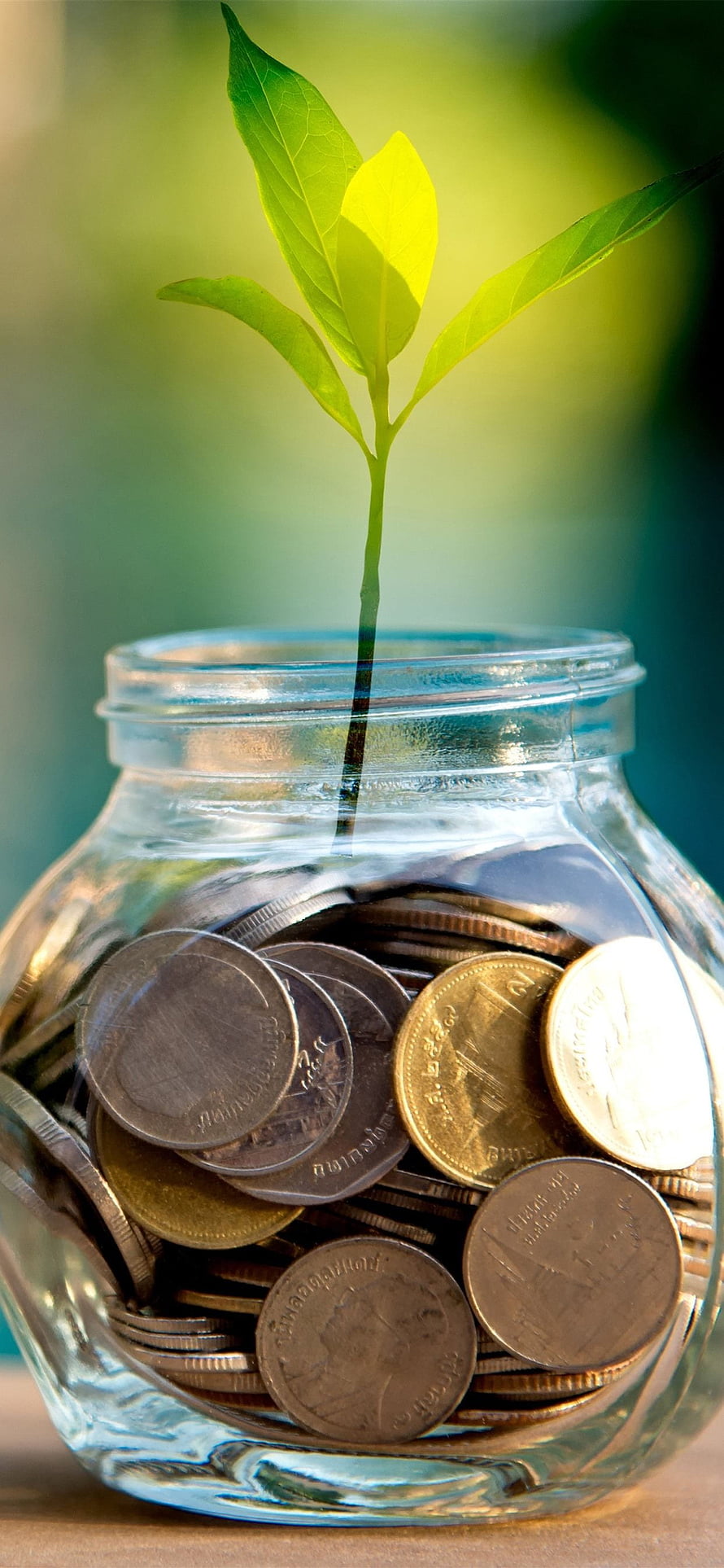Glass jar filled with coins and a young green plant sprout symbolizing financial growth and investment HD phone wallpaper
