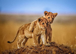 Two Young Lion Cubs Standing Together on a Savanna Mound HD wallpaper