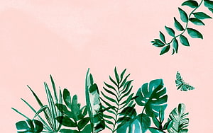 Tropical Botanical Watercolor Illustration with Monstera Leaves and Butterfly on Soft Pink Background HD wallpaper