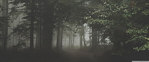 Misty Forest Path with Tall Trees and Soft Morning Fog HD wallpaper