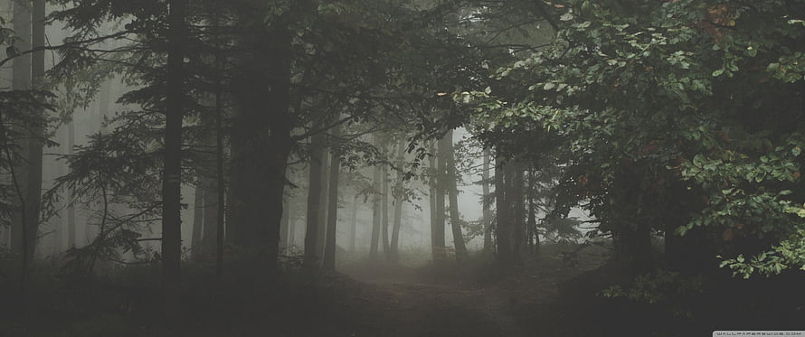 Misty Forest Path with Tall Trees and Soft Morning Fog HD wallpaper