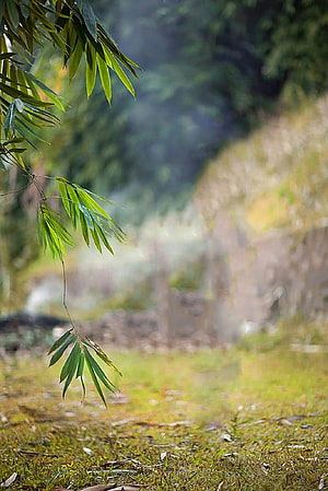 Lush Bamboo Leaves Hanging Over a Misty Forest Path with Soft Green Foliage HD phone wallpaper