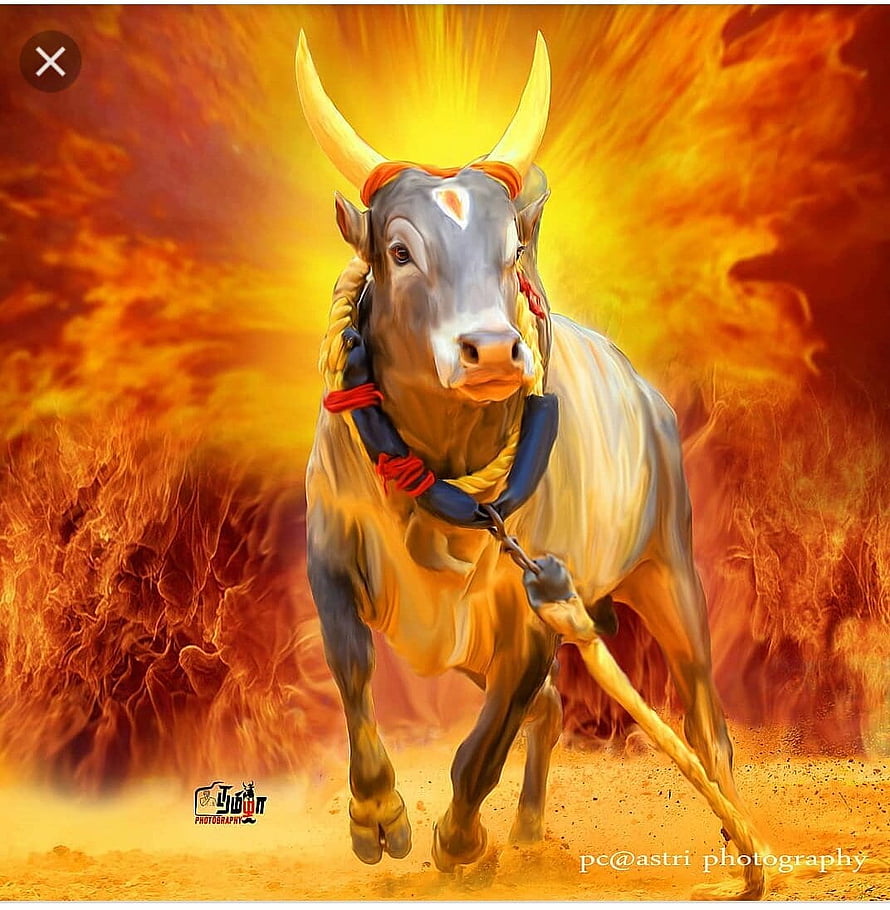 Jallikattu Kaalai Bull with Horns and Rope Harness Against Fiery Orange Background HD phone wallpaper