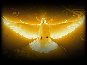 Glowing White Dove with Spread Wings on Golden Background HD wallpaper