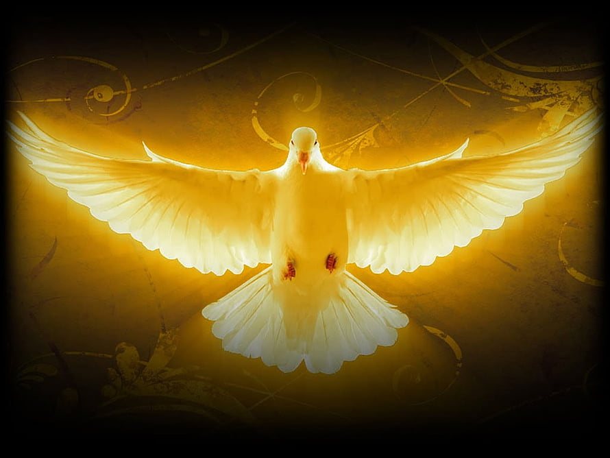 Glowing White Dove with Spread Wings on Golden Background HD wallpaper
