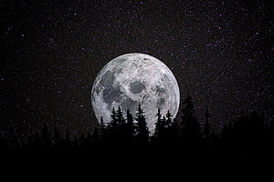 Full Moon Rising Over Silhouetted Pine Forest Under a Starry Night Sky HD wallpaper