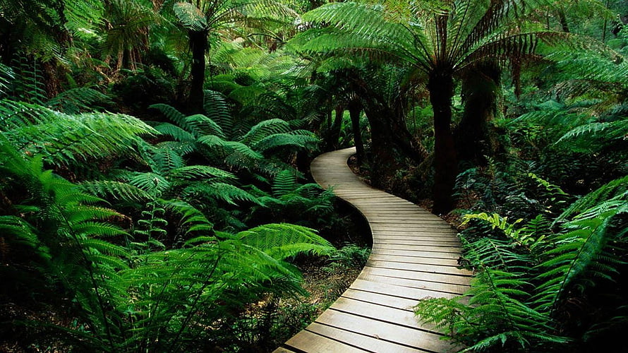 Winding wooden boardwalk through a lush green fern forest with towering tree ferns HD wallpaper