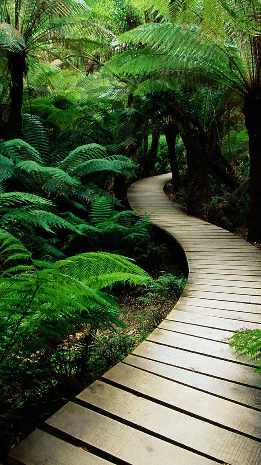 Winding wooden boardwalk through a lush green fern forest with dense tropical foliage HD phone wallpaper