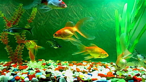 Colorful Goldfish and Tropical Fish Swimming in a Vibrant Green Aquarium HD wallpaper