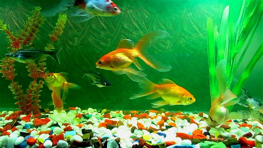 Colorful Goldfish and Tropical Fish Swimming in a Vibrant Green Aquarium HD wallpaper