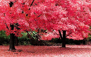 Vibrant Red Maple Trees in Autumn with Fallen Leaves on the Forest Floor HD wallpaper