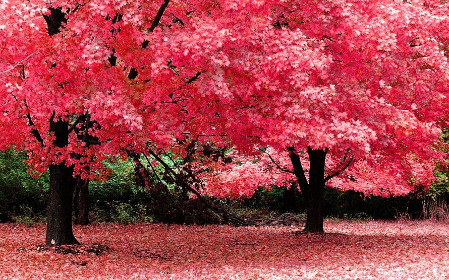 Vibrant Red Maple Trees in Autumn with Fallen Leaves on the Forest Floor HD wallpaper