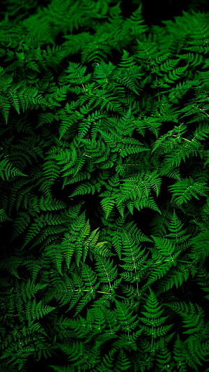 Lush Green Fern Fronds Against a Dark Background HD phone wallpaper