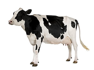 Holstein Friesian Dairy Cow Standing in Profile on White Background HD wallpaper