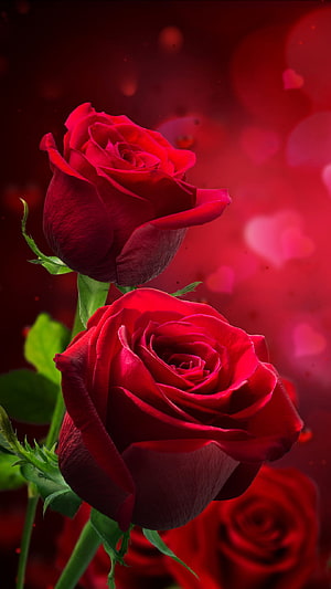 Vibrant Red Roses with Heart-Shaped Bokeh on a Deep Crimson Background HD phone wallpaper