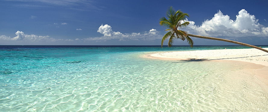 Tropical Island Beach With Leaning Palm Tree And Crystal Clear Turquoise Water HD wallpaper