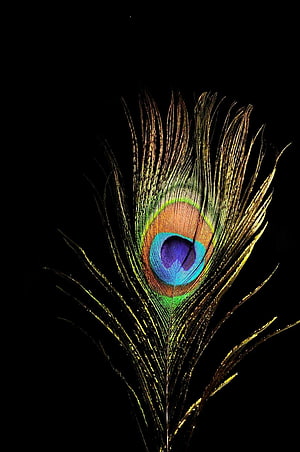 Iridescent Peacock Feather with Vibrant Eye Pattern on Black Background HD phone wallpaper