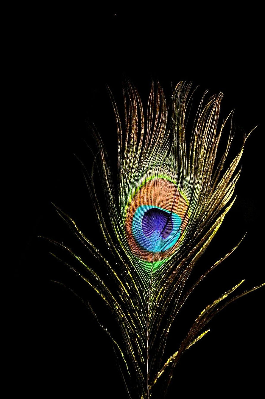 Iridescent Peacock Feather with Vibrant Eye Pattern on Black Background HD phone wallpaper