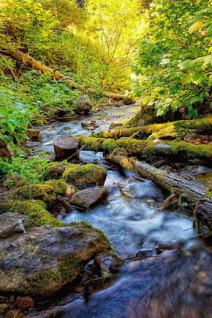 Mossy Forest Stream with Smooth Water Flow and Sunlit Green Foliage HD phone wallpaper